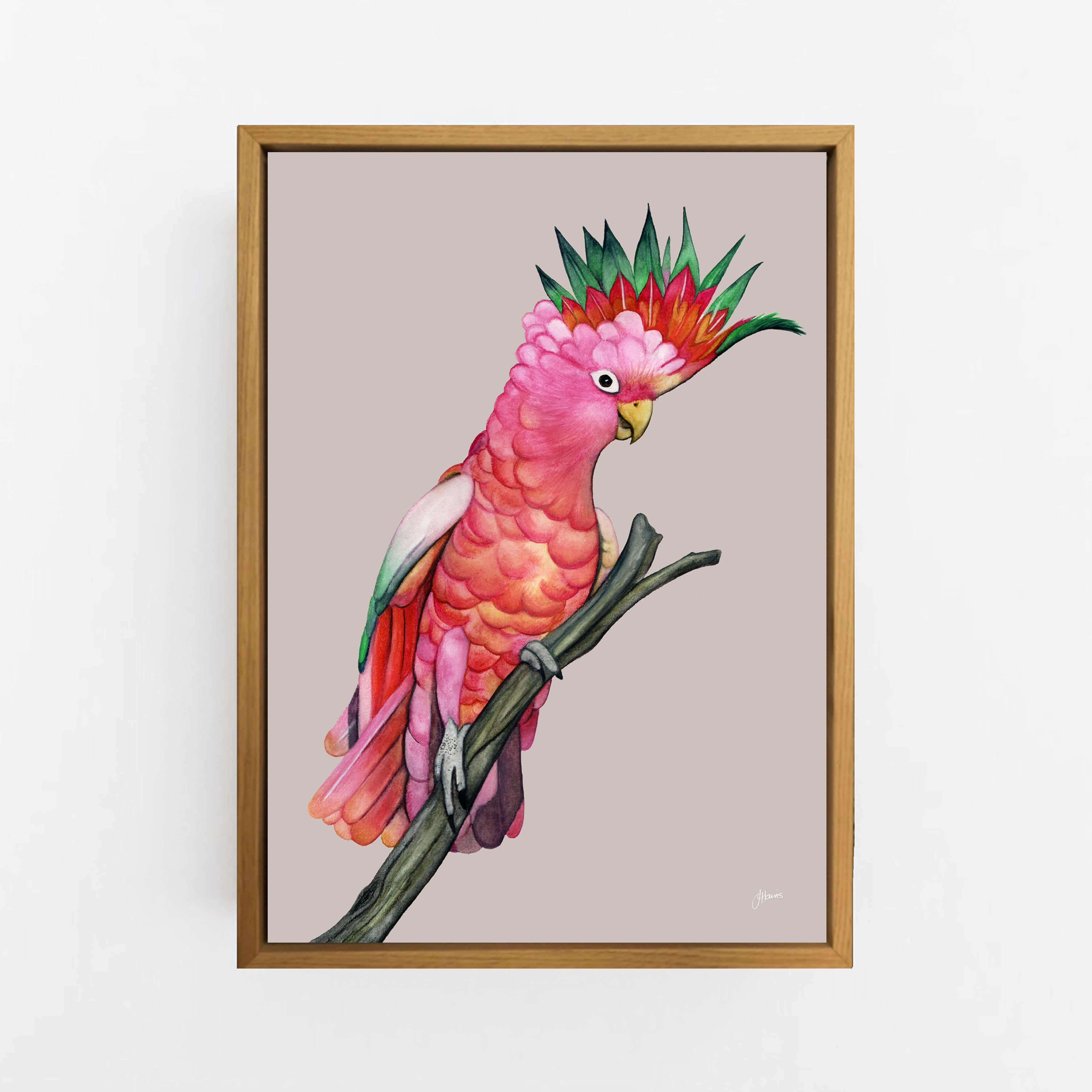 Mardi the Colourful Cockatoo in Pale Slate Print Wall Art | CANVAS