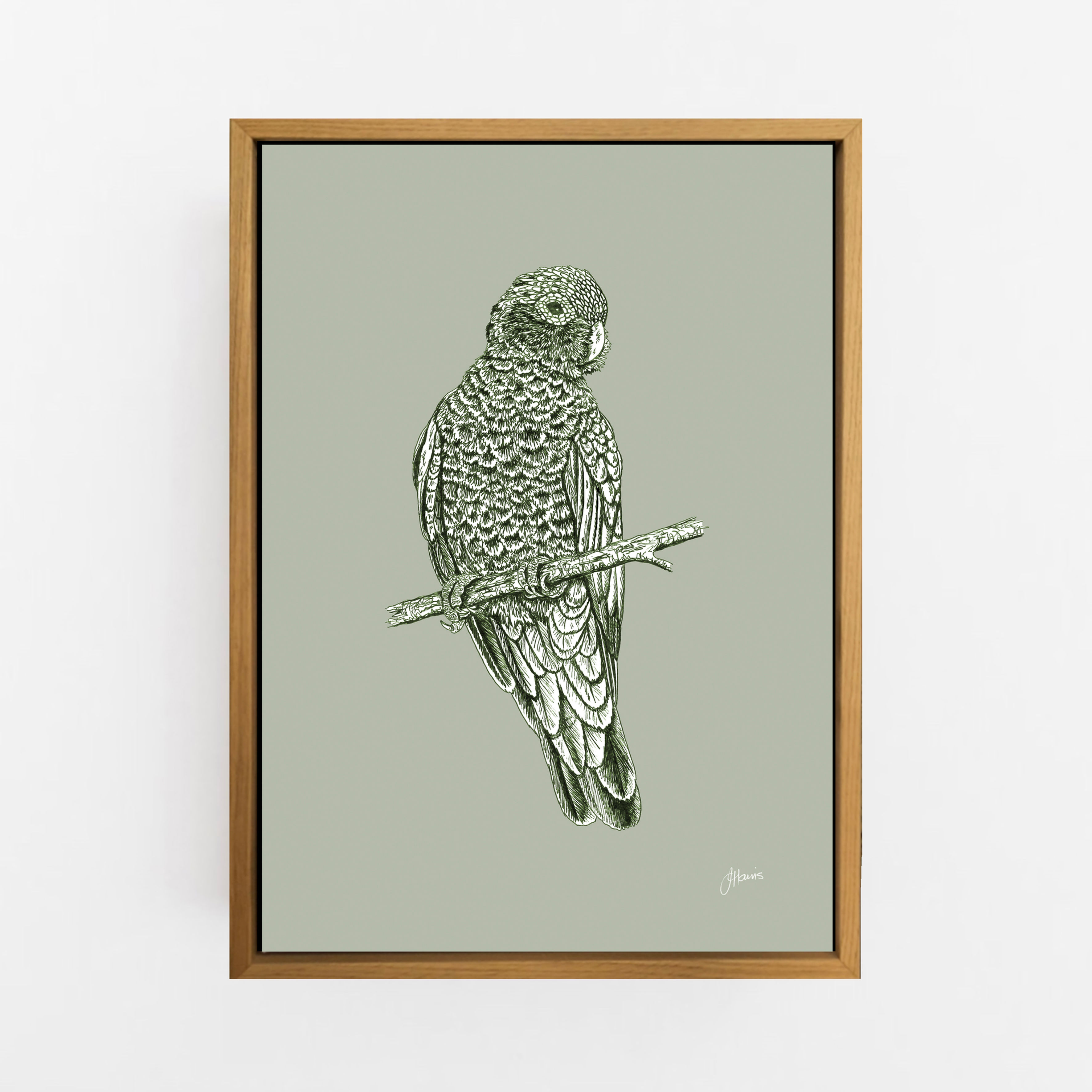 Galah Australian Bird in Willow Green Wall Art | CANVAS