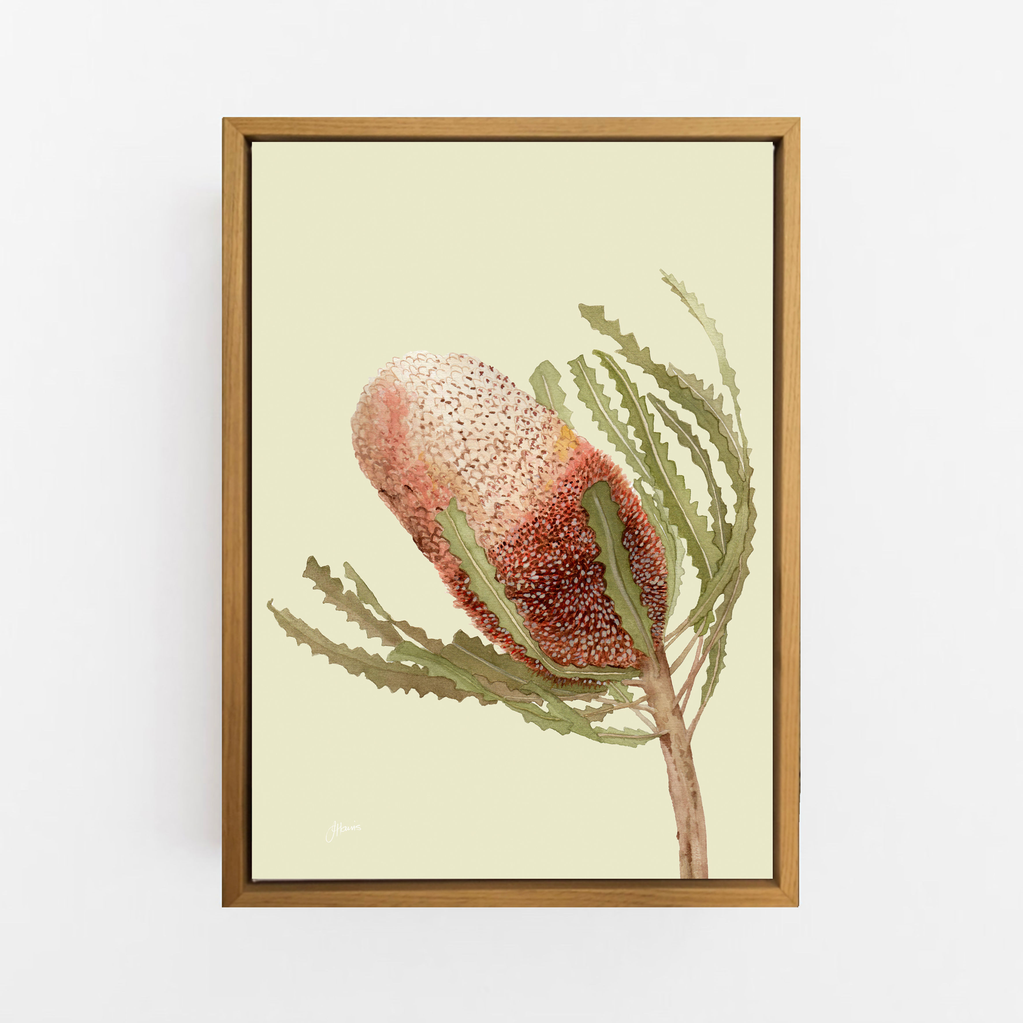 Banksia Native Living Art Flower 1 in Pale Sage | CANVAS