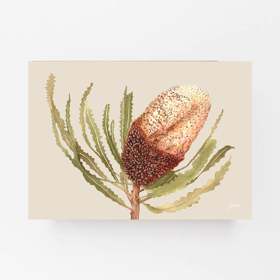 Thumbnail: Banksia Native Living Art Flower 2 in Ivory | CANVAS