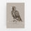 Thumbnail: Wedgetail Eagle Australian Bird in Pine Cone Art Print | CANVAS