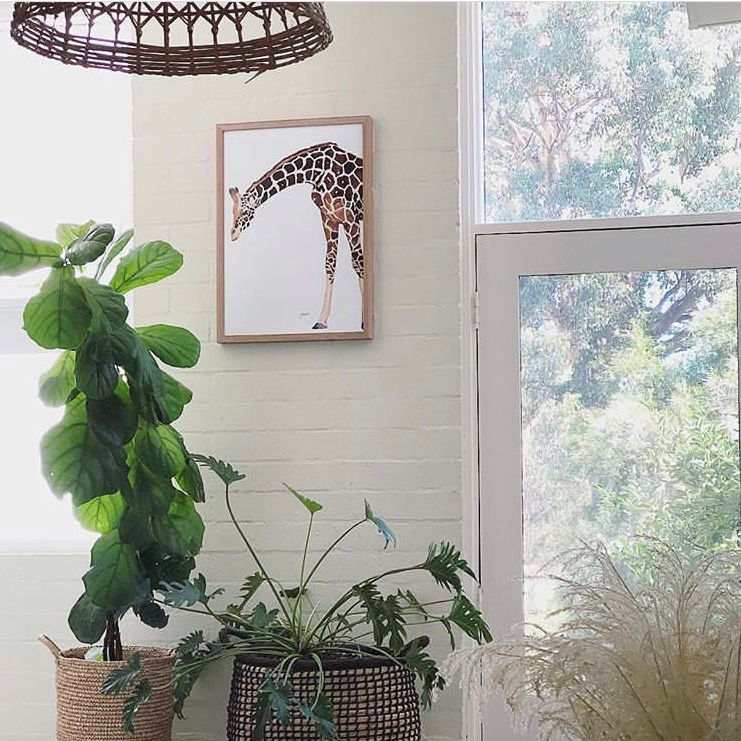 Thumbnail: Amber the Giraffe Fine Art Print | FRAMED