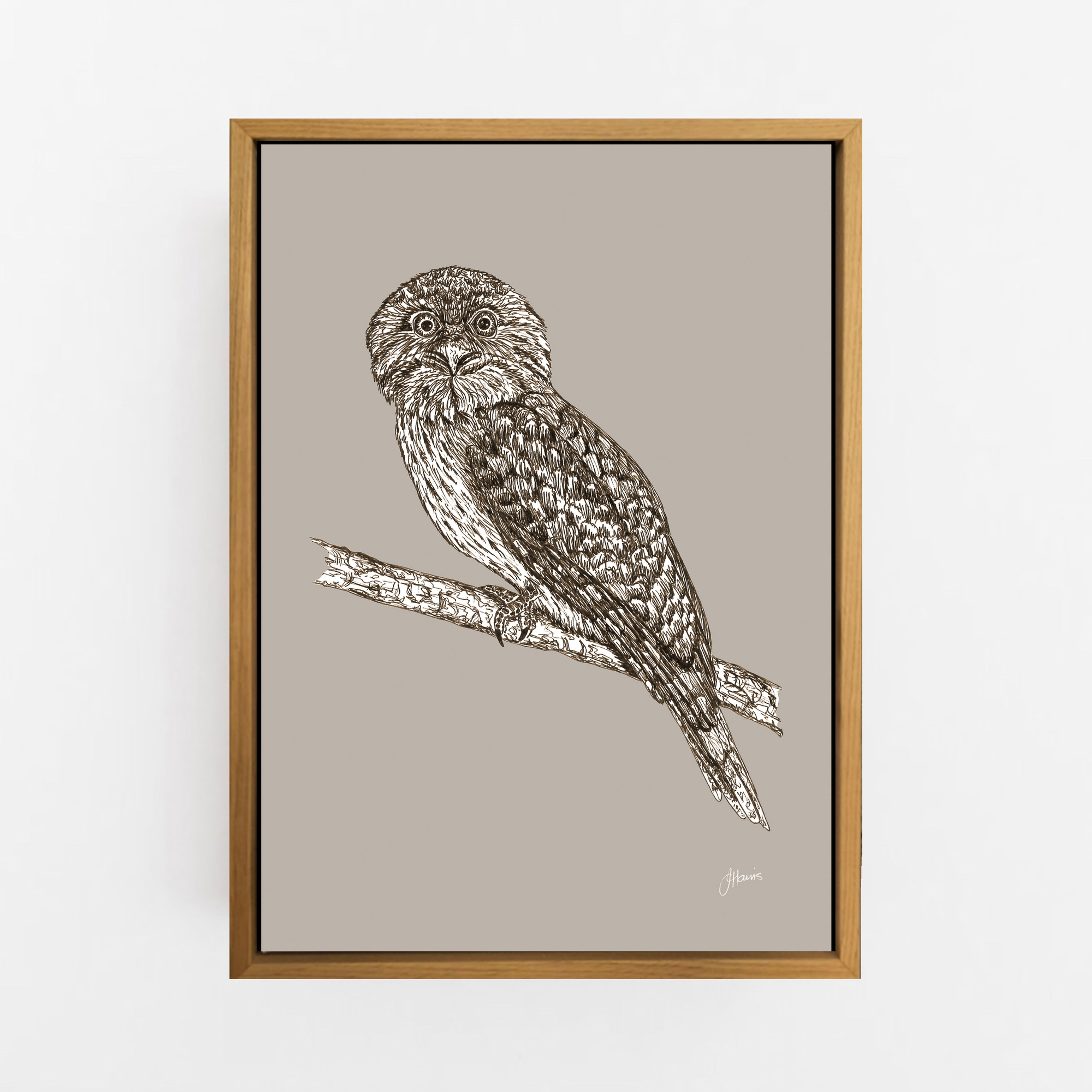 Tawny Frogmouth Australian Bird Bird in Pine Cone Art Print | CANVAS