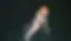 Alshali - Main Image_edited.png