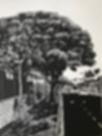 Umgeni Road Tree II 2019