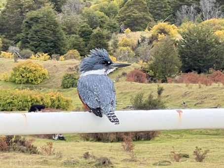 How Nature Music Calms the Mind & Reduces Stress