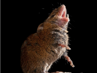 Singing Mice are quite popular!