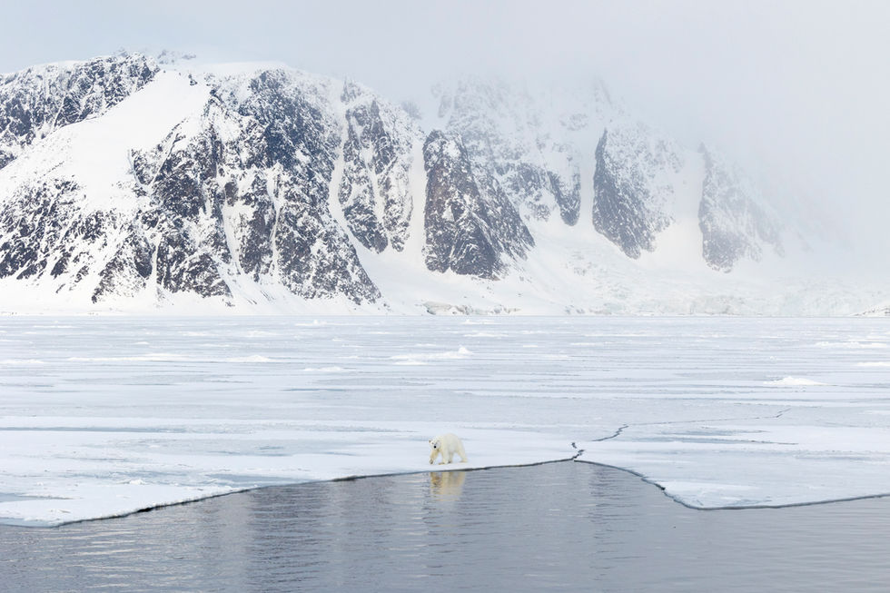 A lone polar bear walking along the edge of an ice sheet, with a vast glacier backdrop. The scene is calm and cold, with blue and white tones throughout.