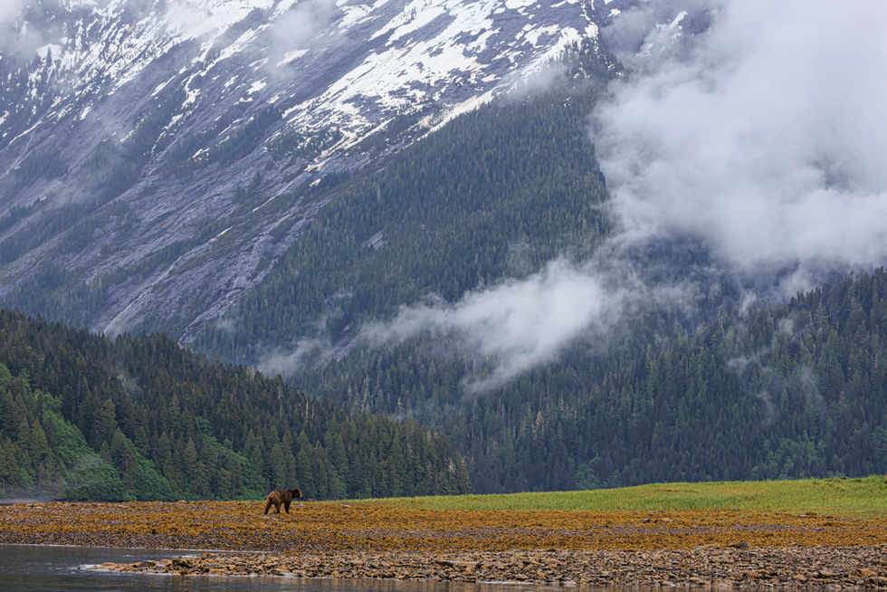 A lone grizzly bear walks across a vast plain of orange and green grasses. An enormous, snowy mountain looms in the background, making the grizzle bear appear tiny.