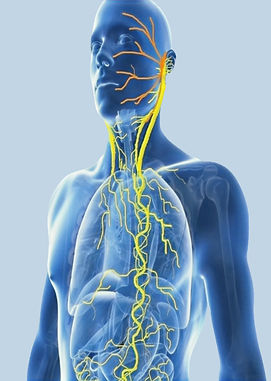 VAGUS NERVE Dr Melanie Smith_edited_edited_edited.jpg