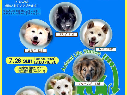 譲渡会🎪参加のお知らせ