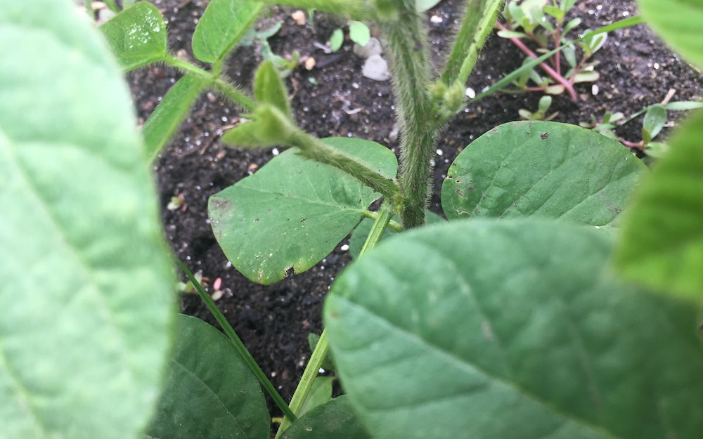 枝豆栽培 13週目 枝豆栽培 13週目