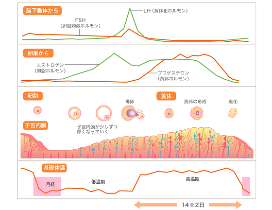 勃起不全redditを実行しています