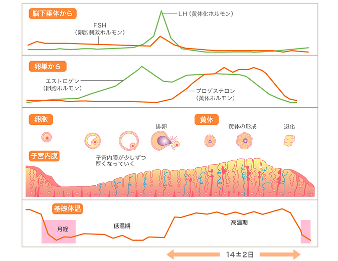 よこすか内科小児科・はるこレディースクリニック