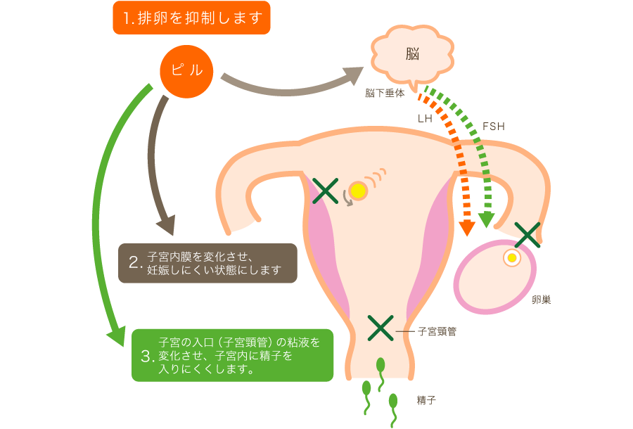 よこすか内科小児科・はるこレディースクリニック