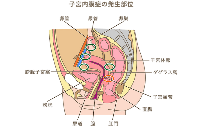 よこすか内科小児科・はるこレディースクリニック