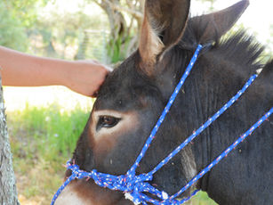 Bosco, come visitare la fattoria terapeutica