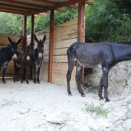Bosco, inaugurata fattoria terapeutica