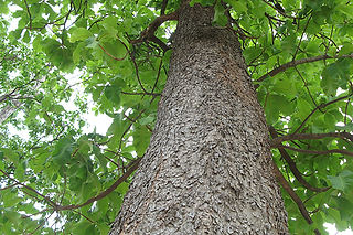 lacquer tree