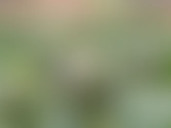 Artichoke Extract Powder: A Digestive and Liver Health Ally