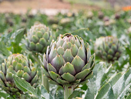 Artichoke Extract Powder: A Digestive and Liver Health Ally