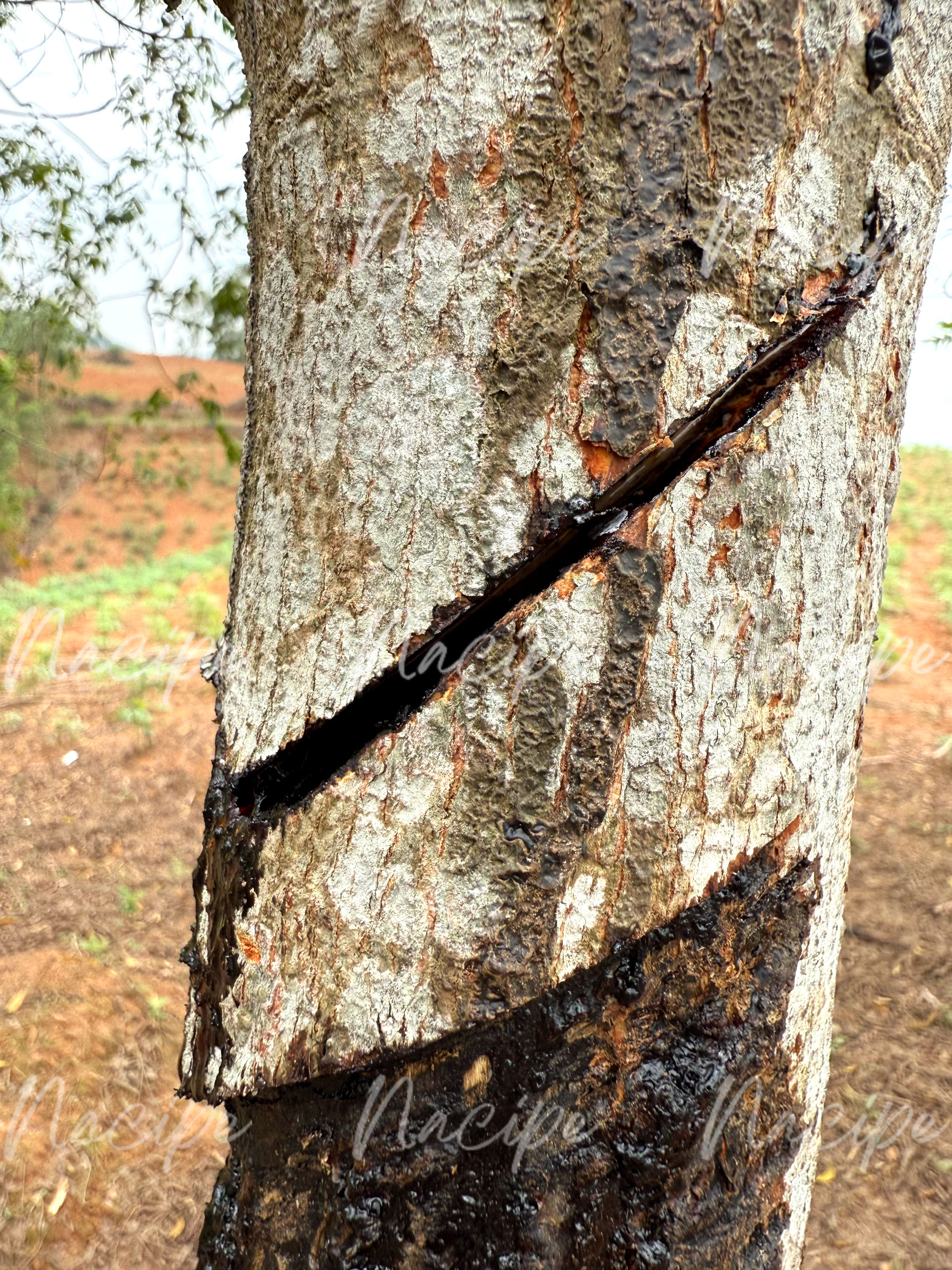 Vietnam Rhus succedanea farm