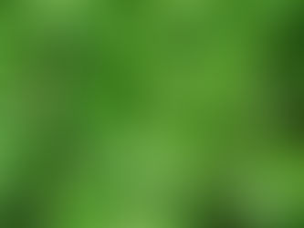 Green Tea Extract: Natural Wellness from Camellia Sinensis