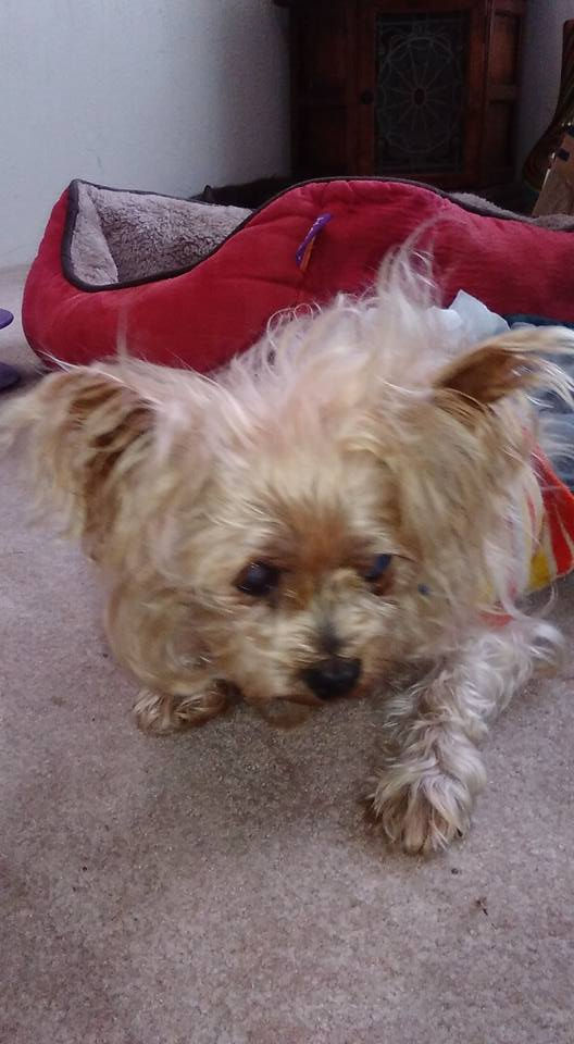 Jack Von Earwig, AKA Wiggie