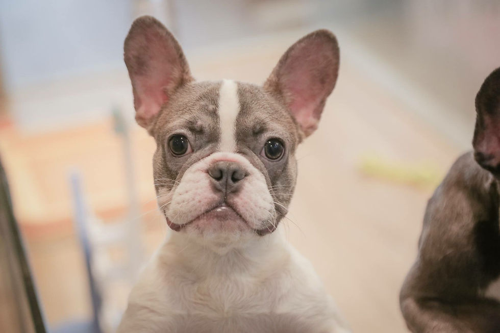 French Bulldog