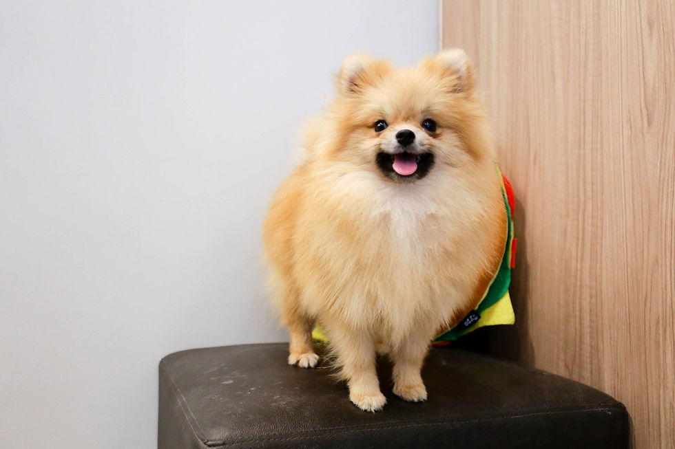 Mini Pomeranian