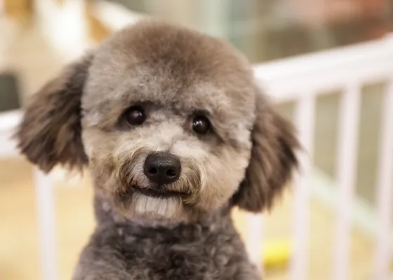 Pawfessional Puppies For Sale In Singapore
