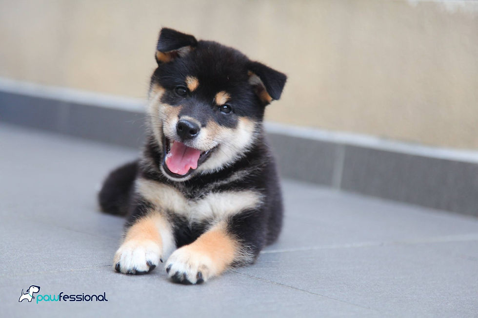 Japanese Shiba Inu
