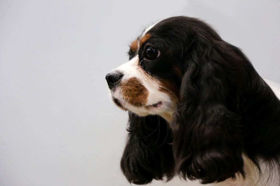 Cavalier King Charles Spaniel
