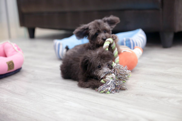 Silver Toy Poodle