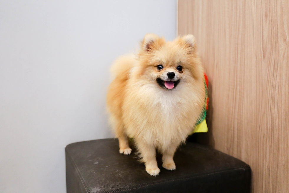 Mini Pomeranian