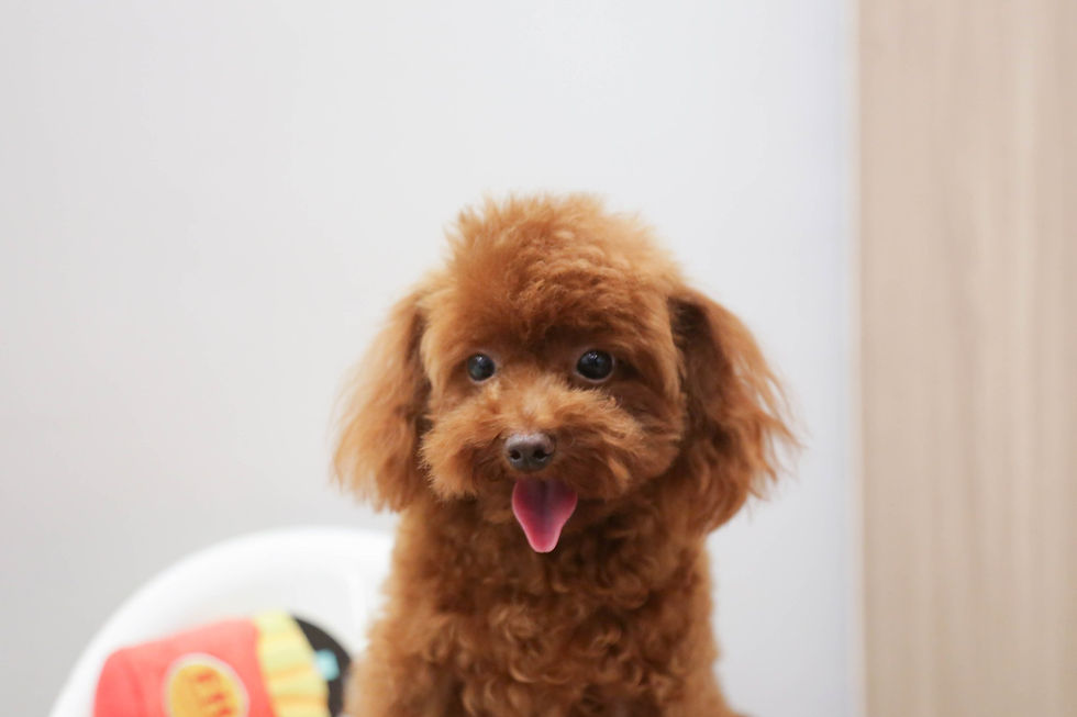Mini Toy Poodle
