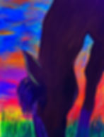 Horse at Sunset