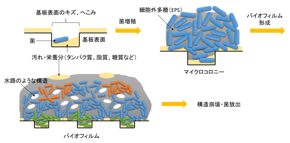 バイオフィルムーその役割と成り立ち
