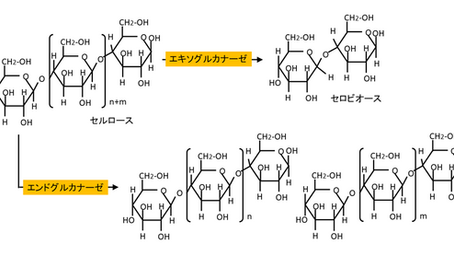 シリーズ：酵素の仕事⑤－セルラーゼ