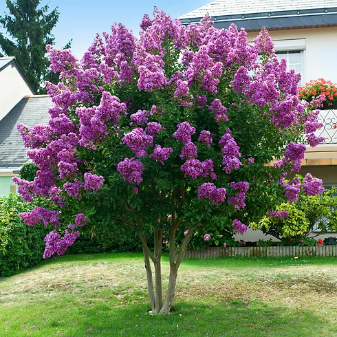 Crape_Myrtle_Twilight_5_BB_1024x1024.web