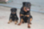 Diesel n Oso hanging out