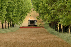 Agroforestry – An Opportunity for Sustainable Innovation