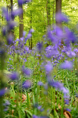 Spring on Halle wood