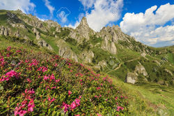 20688410-beautiful-mountain-flowers-and-summer-landscape-in-ciucas-mountains-romania-Stock-Photo (1)