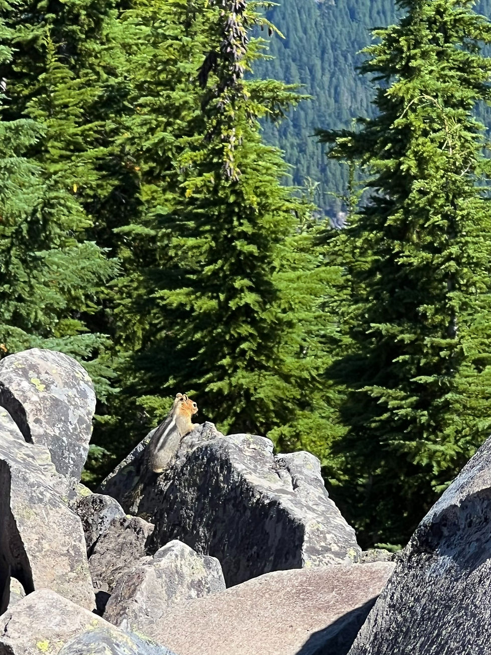 Chippy Enjoying the View
