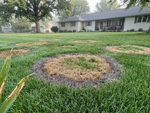 Brown Patch and Fungal Diseases in Iowa Hydroseeding: Identification, Prevention, and Recovery Strategies