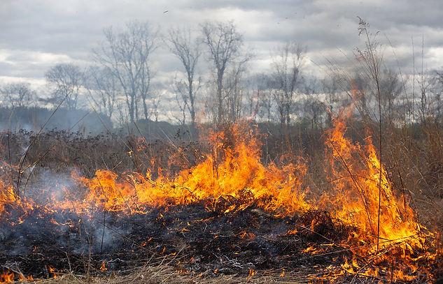 24.04.06_Meadow Burn_small.jpg