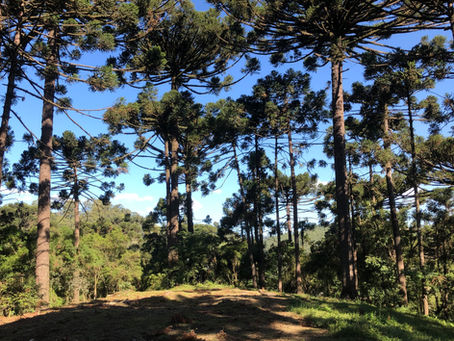 Concurso de Trovas Relâmpago Bosque dos Trovadores