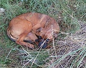 verletzter hund.jpg