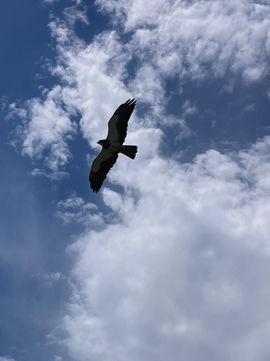 soaring osprey over Lake Dillon